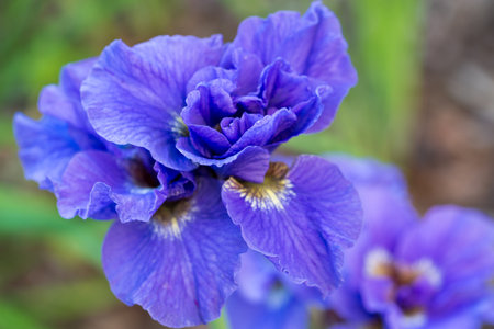 Iris blue meadow flower closeup selective focusの写真素材