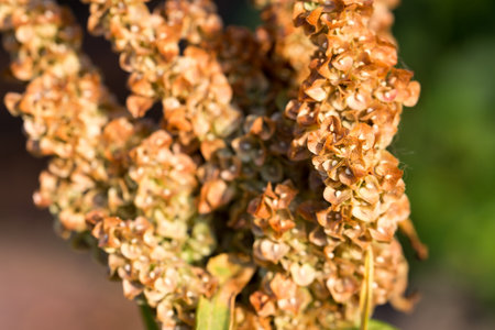 curled dock, Rumex crispus meadow flowers closeup selective focusの写真素材