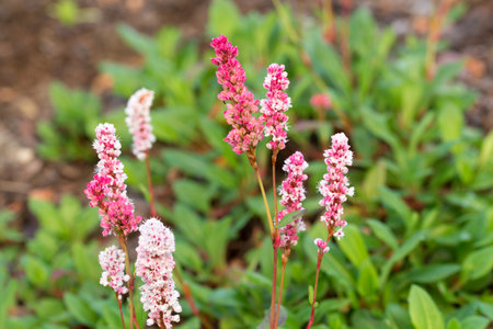 Polygonum, knotweed meadow pink flowers closeup selective focusの写真素材