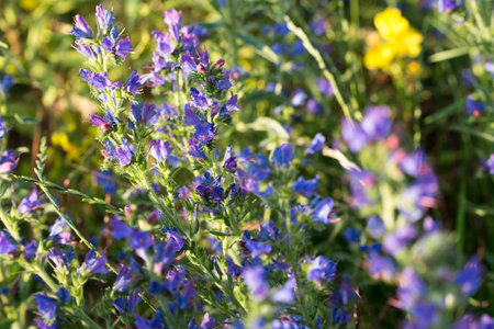 viper's bugloss, blueweed Echium vulgare blue flowers closeup selective focusの写真素材