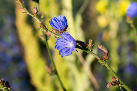 Common chicory Cichorium intybus blue meadow flowers closeup selective focusの写真素材