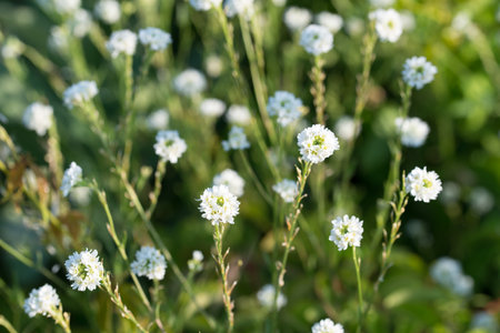 false hoary madwort Berteroa incana white meadow flowers closeup selective focus