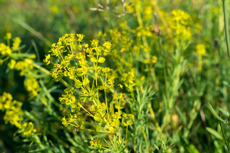Euphorbia cyparissias, cypress meadow spurge flowers closeup selective focusの写真素材