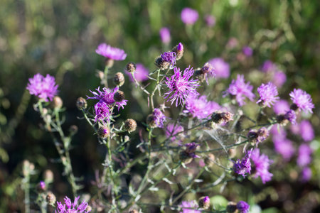 brown knapweed, Centaurea jacea meadow flowers closeup selective focusの写真素材