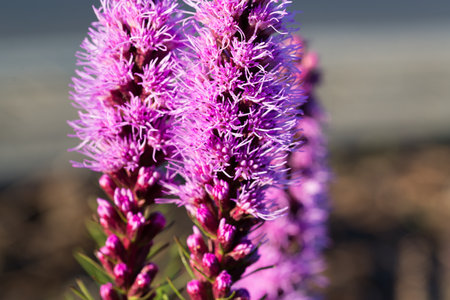 spiked speedwell, Veronica spicata lila summer flowers closeup selective focusの写真素材