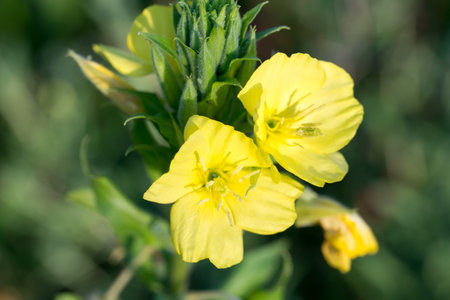 common evening-primrose, Oenothera biennis yellow meadow flowers closeup selective focus
