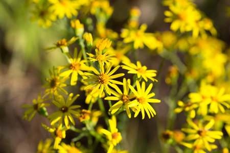 common ragwort, Jacobaea vulgaris yellow meadow flowers closeup selective focusの写真素材