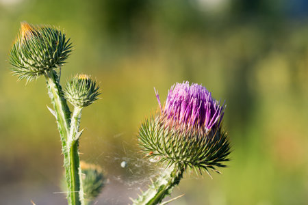 cotton thistle, Onopordum acanthium summer flower closeup selective focusの写真素材