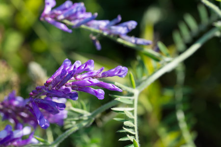 Vicia villosa, hairy vetch meadow flowers closeup selective focus
