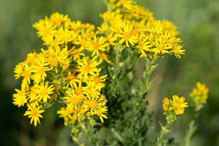 common ragwort, Jacobaea vulgaris yellow summer flowers closeup selective focus