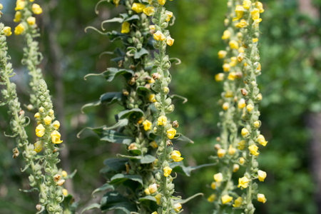 common mullein, Verbascum thapsus summer yellow flowers closeup selective focus