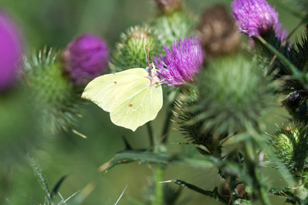 brimstone butterfly on spear thistle purple flowers closeup selective focusの写真素材