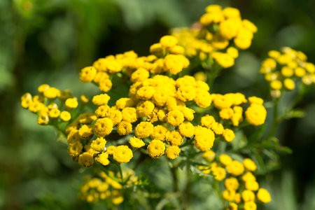 common tansy, Tanacetum vulgare, yellow summer flowers closeup selective focus