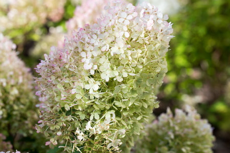 Hydrangea paniculata, hortensia white summer flowers closeup selective focus
