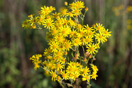 Jacobaea vulgaris, Senecio jacobaea, common ragwort summer yellow flowers closeup selective focus