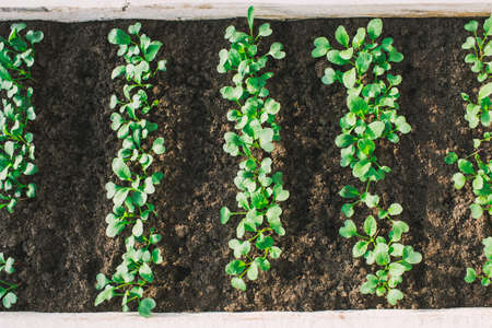herbs in garden at greenhouse close up