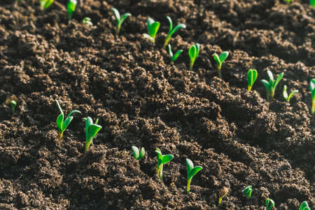 young green sprout in the ground at garden bed close upの写真素材