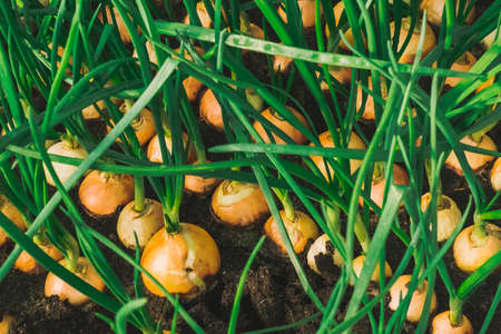 green onion growing in garden at greenhouse close upの写真素材