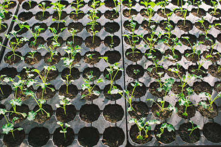 young green sprout in the ground in boxes.