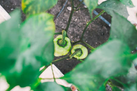 Green pepers in beds in the greenhouse.の写真素材