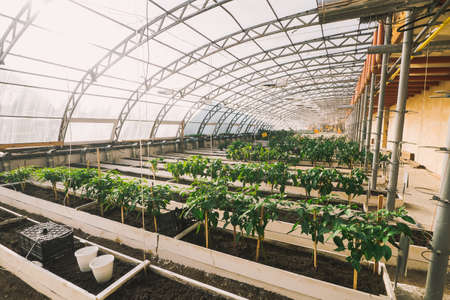 Green plants in pots and beds in greenhouse.