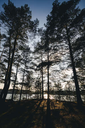 view inside of the forest on the trees.