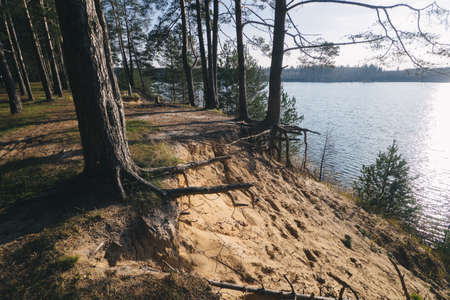 tree near the water of river in sunny spring day.の写真素材