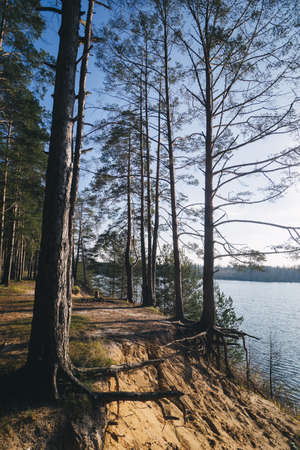 tree near the water of river in sunny spring day.の写真素材