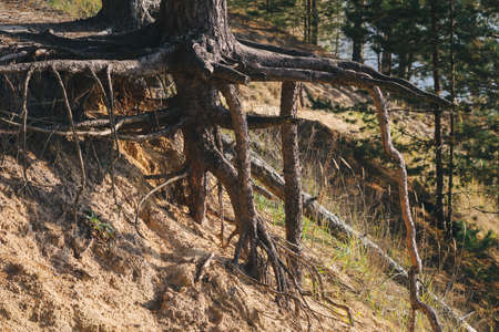 Tree with huge roots above the ground.の写真素材