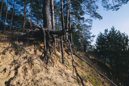 Tree with huge roots above the ground.の写真素材