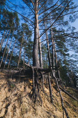 Tree with huge roots above the ground.の写真素材