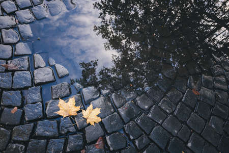 Bright yellow leaves in puddle on ground.
