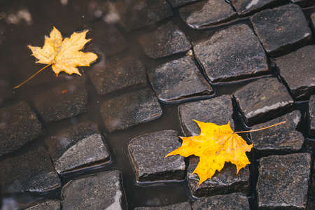Bright yellow leaves in puddle on ground.