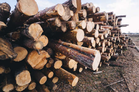 Stacked wood pine timber for construction buildings.の写真素材