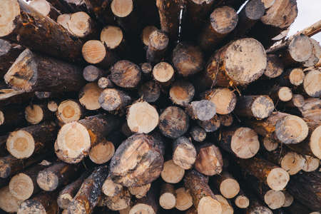 Stacked wood pine timber for construction buildings.