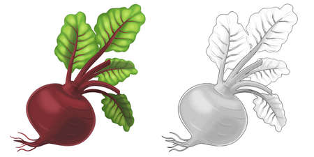 cartoon sketch scene vegetable looking beetroot illustration for childrenの写真素材