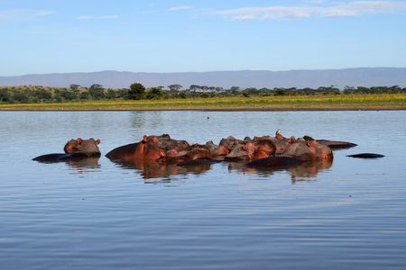 Wild hippos in Naivasha, Kenyaの写真素材