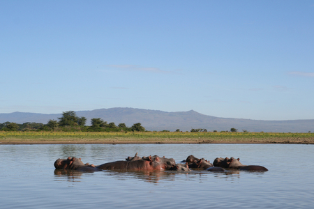 Wild hippos in Naivasha, Kenyaの写真素材