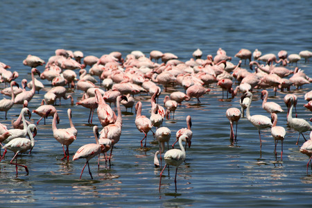 Lots of colorful flamingos in Nakuru lake, Kenyaの写真素材
