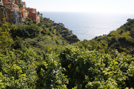 Vineyards next to the sea, Cinque Terre in Italyの写真素材