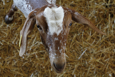 Goats eating in a domestic farm, for milk productionの写真素材
