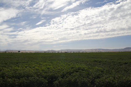 Cotton field being irrigated in Spainの写真素材