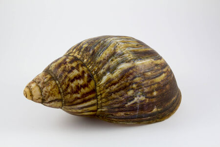 Big spiral snail shell isolatedの写真素材