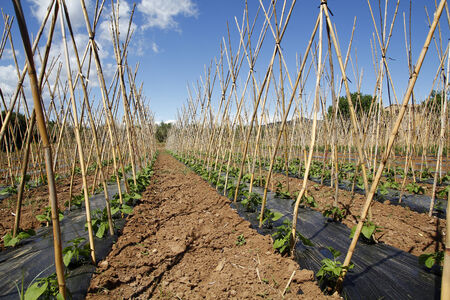 Tomato plantation with canes, agriculture at springの写真素材