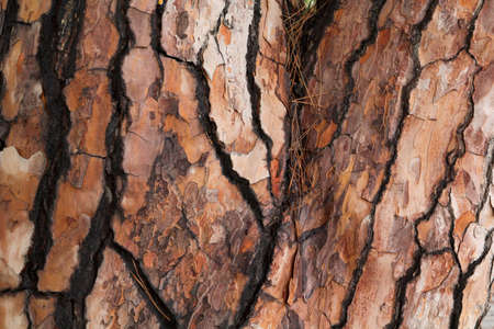 Close up of a pine trunk