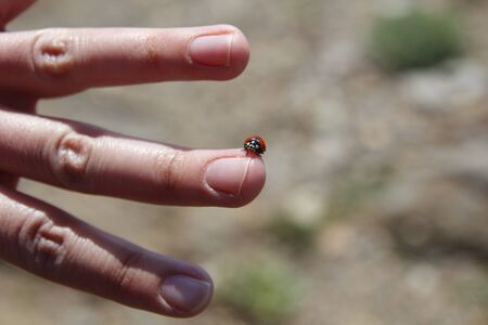 Ladybug in the middle finger, with open handの写真素材