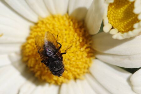 Fly in a white flower, at springの写真素材