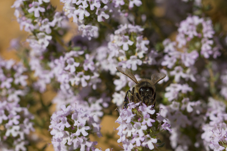 Pollination of thyme at spring, with a bee