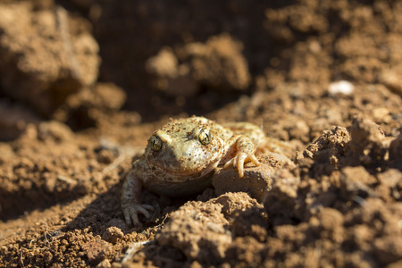 Frontal portrait of a frog outdoors, looking to the cameraの写真素材