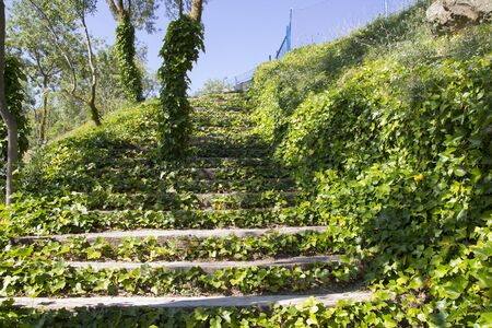 Green stairs covered in ivy
